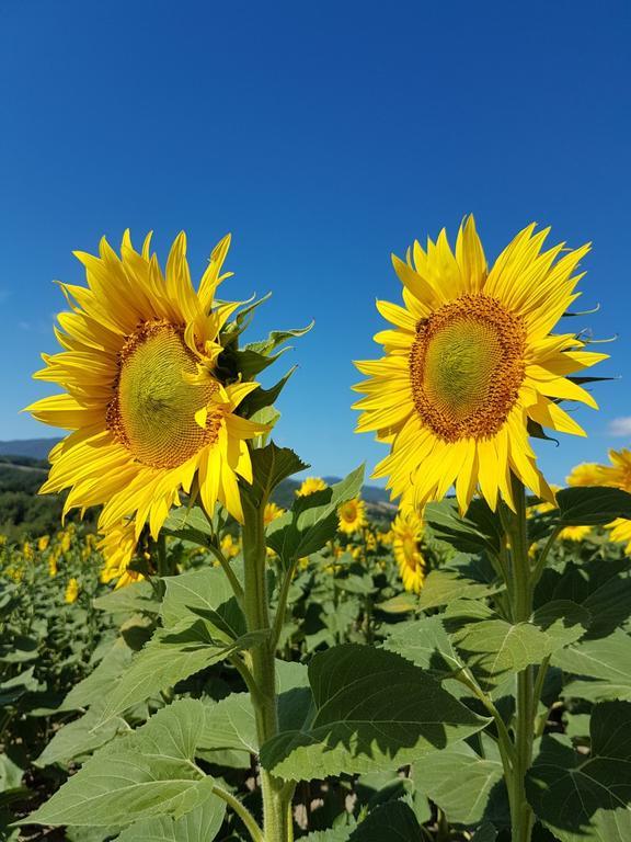 Agriturismo Il Catrino Ponteginori 外观 照片